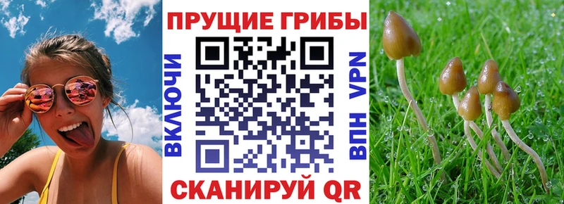 Псилоцибиновые грибы прущие грибы  Сысерть 